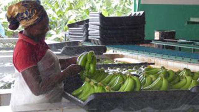 La destruction des bananeraies des Antilles, quel impact sur le marché de la banane ?