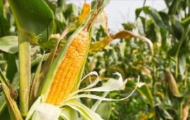 Nestlé avec l’Usaid veut produire du maïs de qualité pour son approvisionnement au Ghana