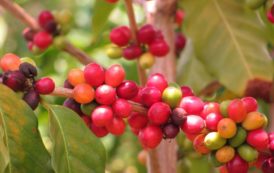 Côte d’Ivoire : 11 résolutions pour promouvoir le café robusta en Afrique et à Madagascar