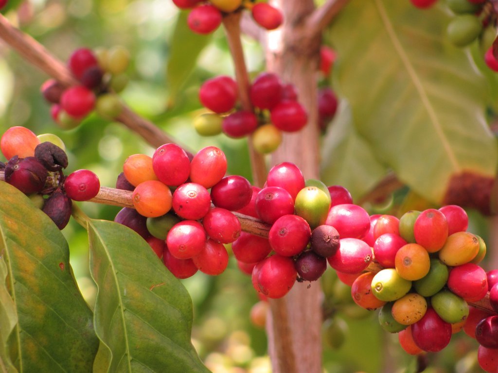 Côte d’Ivoire : 11 résolutions pour promouvoir le café robusta en Afrique et à Madagascar