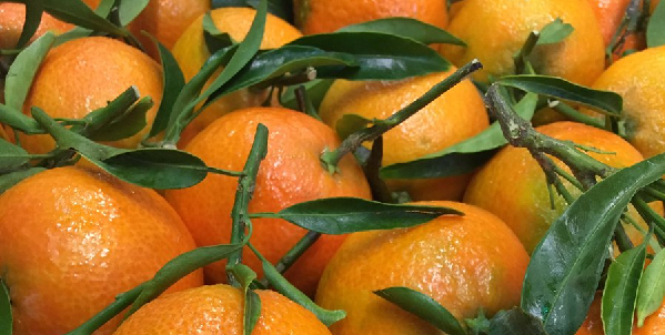 Une demande remarquable pour les mandarines à feuilles espagnoles