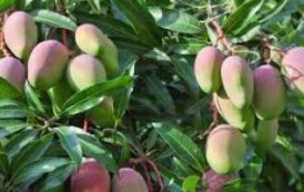Le Pérou, deuxième exportateur mondial de mangue