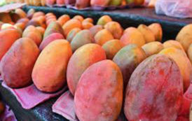 Satisfecit dans la filière mangues au Sénégal