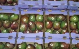 Le Sénégal se félicite du dynamisme de la filière mangue