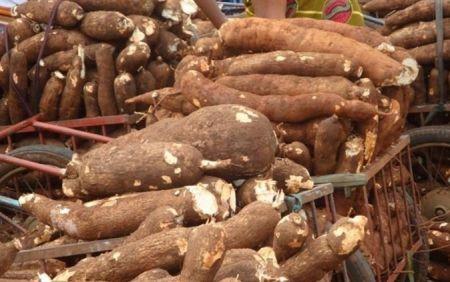 Tanzanie : 1 milliard $ pour développer la filière manioc