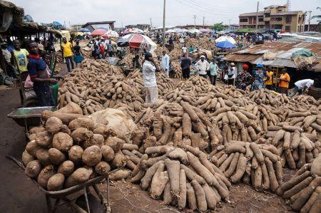 Le gouvernement nigérian lance un programme d’appui à la transformation agricole au profit de sept Etats