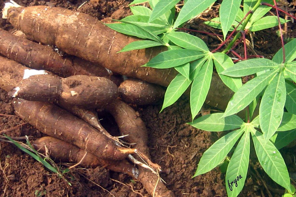 L’acces aux terres plombe l’agriculture d’un continent mal nourri