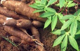 Programme de la BAD et de l’Institut Brésil-Afrique pour former les jeunes au manioc