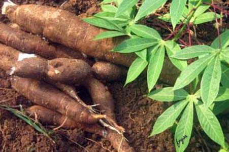 Programme de la BAD et de l’Institut Brésil-Afrique pour former les jeunes au manioc