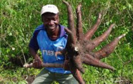 Le Nigeria et l’Afrique, champions mondiaux du manioc avec un record de 156 Mt