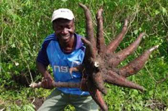 Le Nigeria et l’Afrique, champions mondiaux du manioc avec un record de 156 Mt