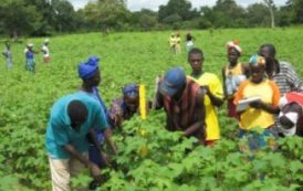 La FAO lance une plate-forme de partage sur les champs-écoles des producteurs