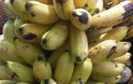 La banane contribue au diagnostic du cancer de la peau