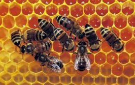 Le miel du Bénin obtient son passeport pour s’exporter en Europe