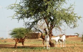 Burkina: Bientôt le premier salon africain de l’élevage