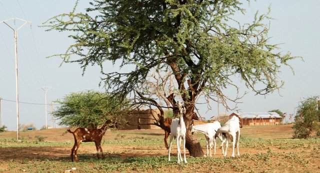 Burkina: Bientôt le premier salon africain de l’élevage