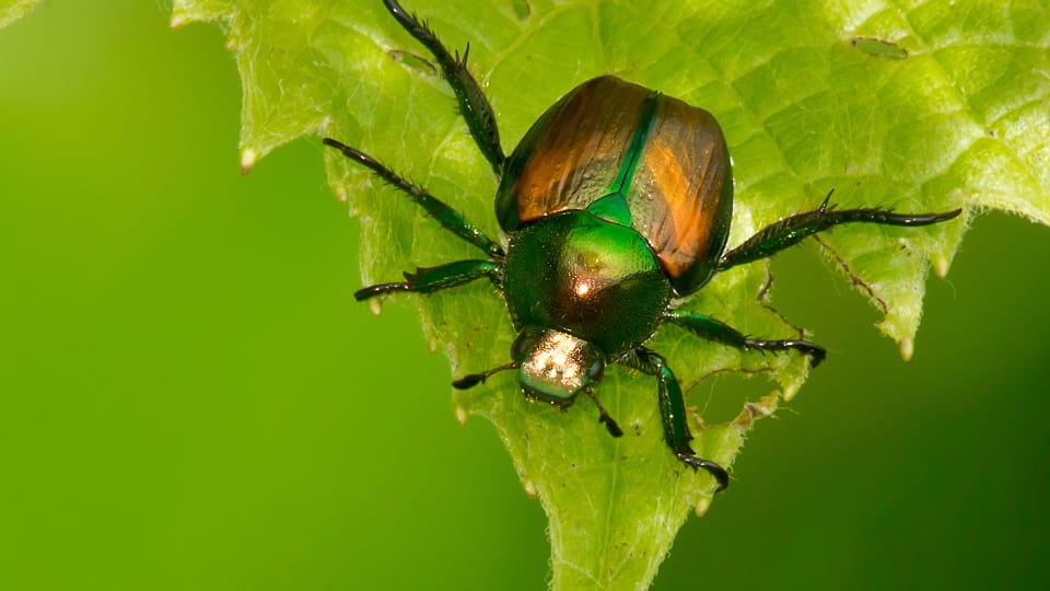 Le changement climatique réduit la taille des insectes, selon une étude