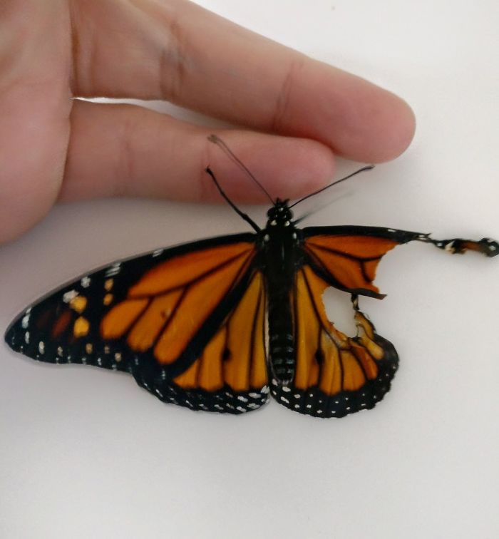 Une femme effectue une intervention chirurgicale sur un papillon monarque à l’aile cassée, le jour suivant, elle est agréablement surprise