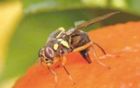La CEDEAO et l’UEMOA partent en guerre contre la mouche des fruits