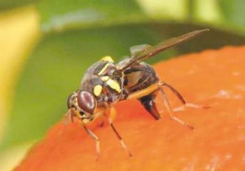 La CEDEAO et l’UEMOA partent en guerre contre la mouche des fruits