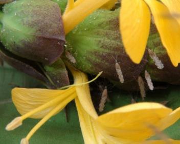 Des arbres fruitiers pour combattre le paludisme