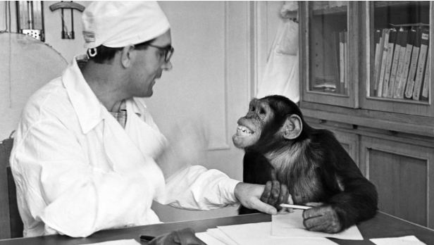 Singes-hommes de Russie: comment des médecins ont essayé de croiser notre espèce