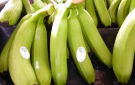 Marché de la banane, le japonais Sumitomo Corporation passe à l’attaque