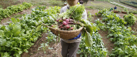 La Tunisie à l’heure de la permaculture