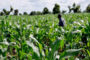 Ananas Pain de sucre au Bénin, doubler le rendement