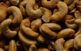 Côte d’Ivoire : la production de noix de cajou doublerait si les vergers étaient réhabilités