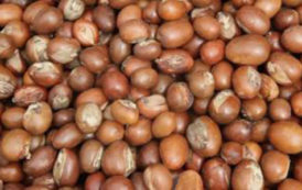 Bénin : le prix plancher des amandes de karité fixé à FCFA 100 le kilo