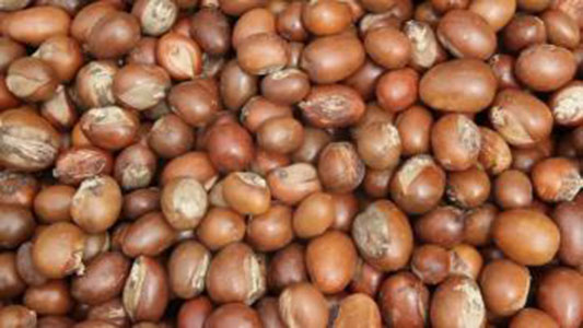 Bénin : le prix plancher des amandes de karité fixé à FCFA 100 le kilo