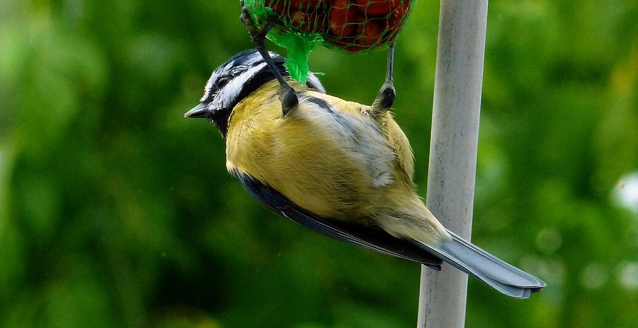 Comment nourrir les oiseaux en hiver