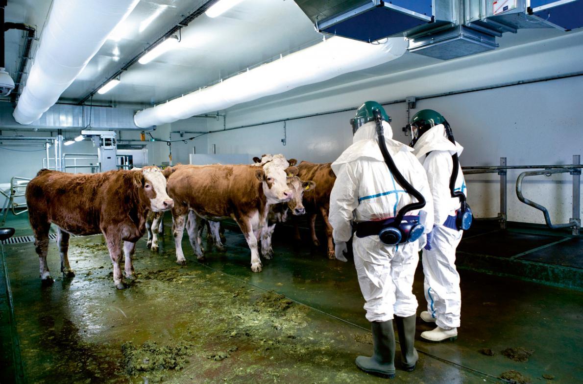 90% du bétail français serait élevé aux OGM, sans information du consommateur