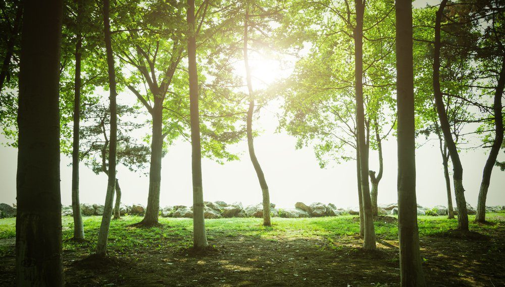 Des scientifiques découvrent que les arbres possèdent un « battement de coeur »