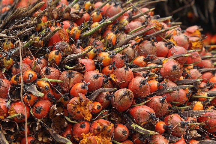 Pour vendre des Rafale à la Malaisie, la France autorise l’huile de palme dans le carburant