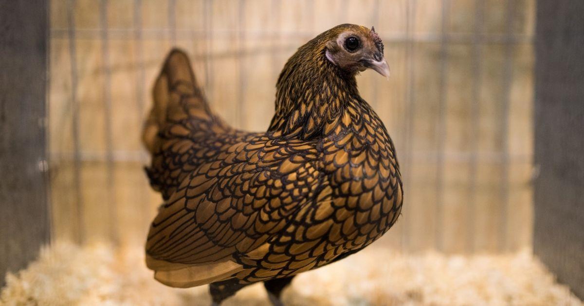 Des scientifiques ont créé un embryon hybride mi-humain mi-poulet