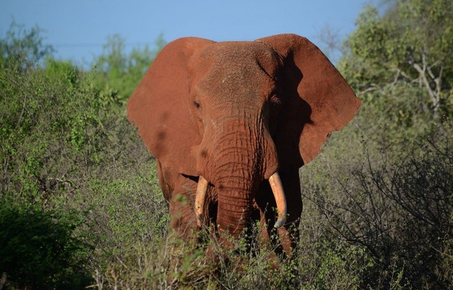 Zimbabwe: Un chasseur meurt écrasé par l’éléphant qu’il était en train de chasser