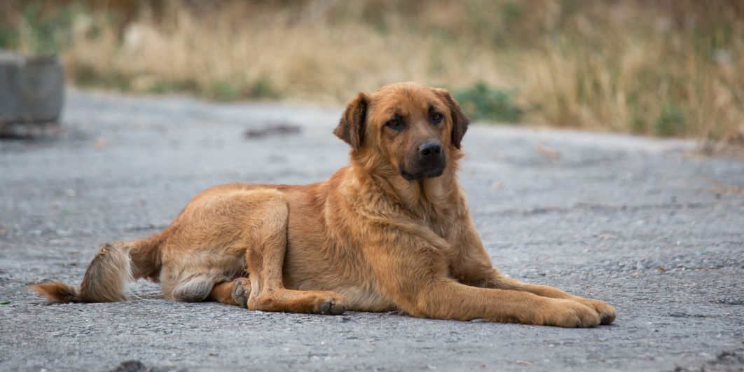 Bain de sang: les Russes éliminent les chiens et chats errants en vue de la Coupe du monde de football