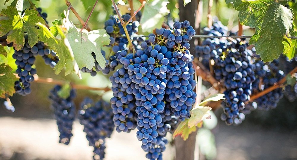 Le vin a été bu pour la première fois en Géorgie il y a plus de 8 000 ans