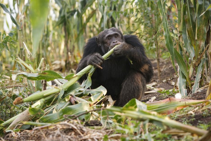 Des chimpanzés défigurés en Ouganda, les pesticides suspectés