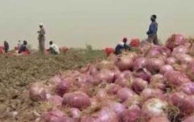 Les producteurs d’oignons au Sénégal se préparent à l’ouverture du marché