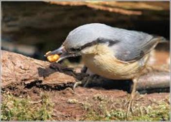 40 à 80% de pertes agricoles dues aux oiseaux granivores au Burkina Faso