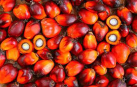 Les prix de l’huile de palme devraient baisser au second semestre