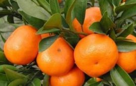 Forte hausse des exportations d’orange du Maroc au Sénégal et Mali