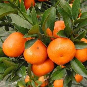 Forte hausse des exportations d’orange du Maroc au Sénégal et Mali