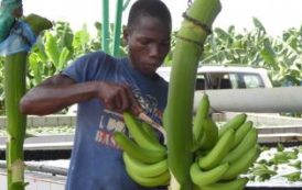 L’UE donne € 10,4 millions aux filières banane et sucre en Côte d’Ivoire