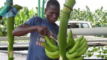 L’UE donne € 10,4 millions aux filières banane et sucre en Côte d’Ivoire