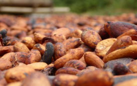 Les exports de fèves de cacao en hausse de 7% en Côte d’Ivoire