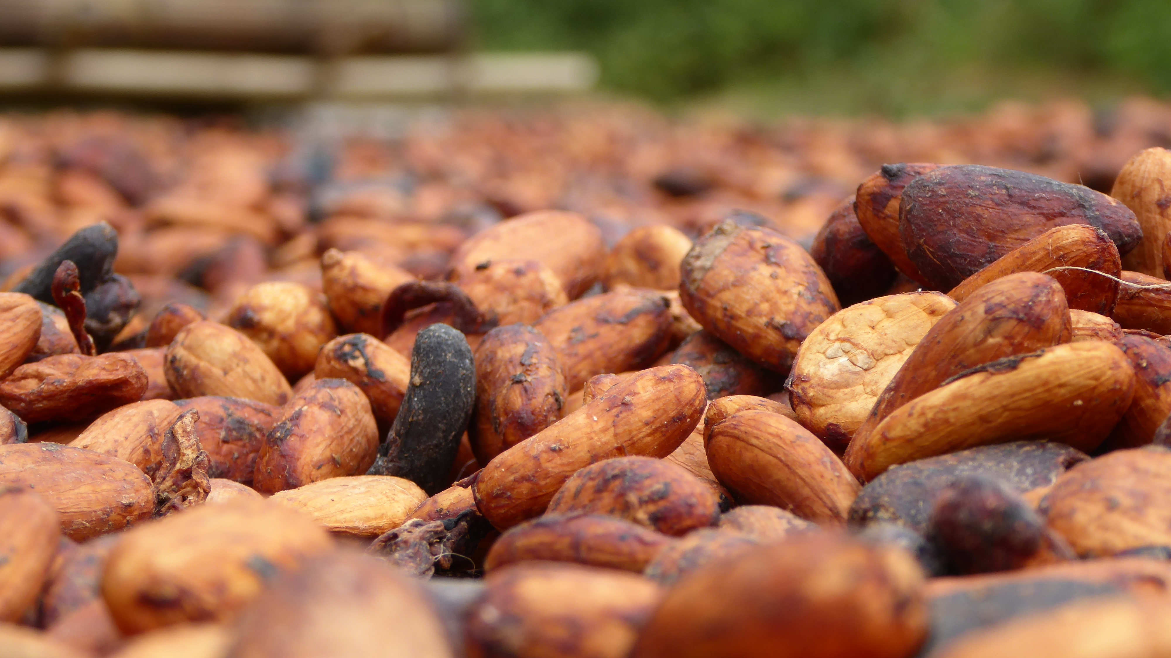 Les exports de fèves de cacao en hausse de 7% en Côte d’Ivoire